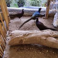 قرقاول وطاووس