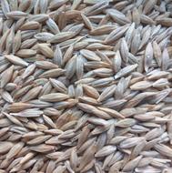 400 کیلو جو دیم