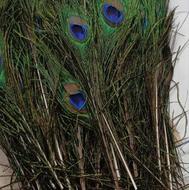 پر طاووس هندی تک و عمده