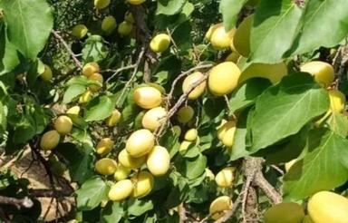 500 متر باغ بادام میوه