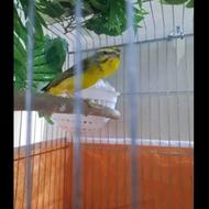 5 عدد یاسمین طلائی