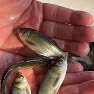 انواع بچه ماهی