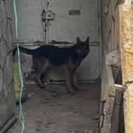 سگ ژرمن شپرد