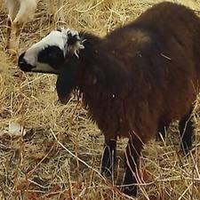 بره داشتی شین بش اصل