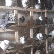 کبوتر گرو همه خال ساعت بالاپرشی