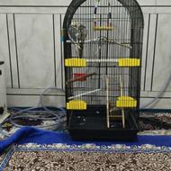 جفت عروس هلندی آواز میخونه