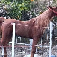 تعدادی اسب عرب وترکمن وکرد