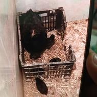 مرغ گلین با هفتا جوجه