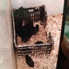 مرغ گلین با هفتا جوجه