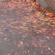 فروش ماهی کوی