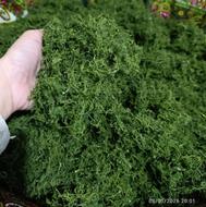 انواع سبزی خشک و ابپز رامهرمز یا بهترین کیفیت