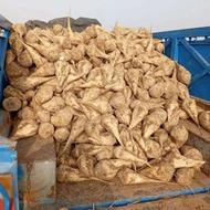 چغندر ناب انسانی