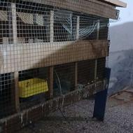 قفس چوبی دارای توری