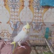 یه جفت عروس هلندی روی تخم یه جفت کوتوله روی تخم