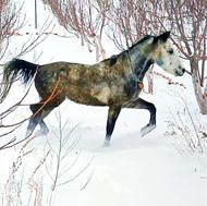 اسب نریون کرد 5ساله