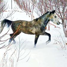 اسب نریون کرد 5ساله