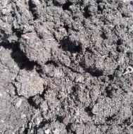 کود گاوی پوسیده