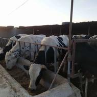 تلقیح مصنوعی گاو و خدمات دامپروری