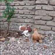 کبوتردم چتری انگلیسی اورجینال