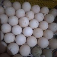 تخم نعطفه دار