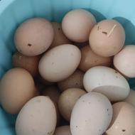 تخم مرغ محلی