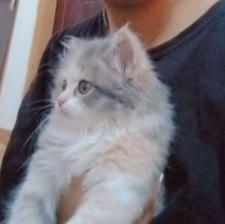 گربه بریتیش پرشین واگذاری