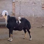 یک راس شیشک قوچ چال پلنگی زانو زن