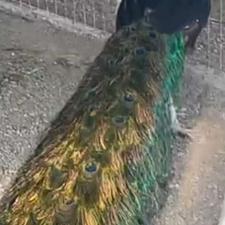 طاووس همه نژاد