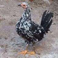 مرغ و خروس بومی جوان