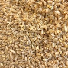 گندم آبی تمیز