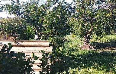 فروش باغی به مساحت 3000مترواقع درسیدآباد