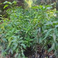 نهال انبه محلی .