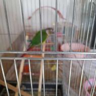 پرنده های زینتی وانگیزه