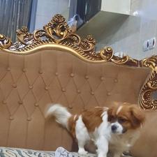 واگذار شیتزو 7 ماهه باهوش