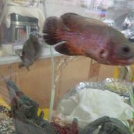 فروش ماهی اسکار