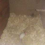 عروس هلندی با جوجه