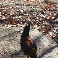 3تا خروس محلی.شهر بافت