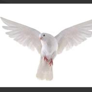 کبوتر یا کفتر