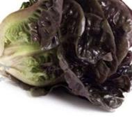 کاهو سبز وقرمز فرانسه خوش مزه لیتل جم قیمت روز بار سوپر