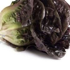 کاهو سبز وقرمز فرانسه خوش مزه لیتل جم قیمت روز بار سوپر