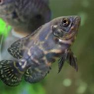 ماهی آکواریومی اسکار 65