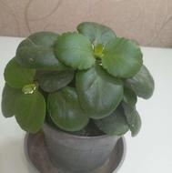 کالانگوئه گل قدمز