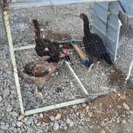 فروش مرغ لاری سالم