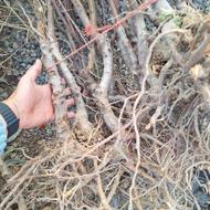 نهالستان و درخت بادام