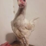 فروش خروس لاری دورگ