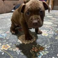 خواهان واگذاری توله پیتبول