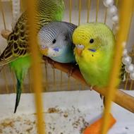 مرغ عشق زیبا