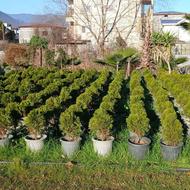 تویا آمریکایی