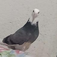 کبوتر جوجه ابلغ