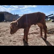 خریدار گوساله شیری نر